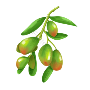 小清新 橄榄 橄榄叶 茎 植物 绿色 采集 绿叶