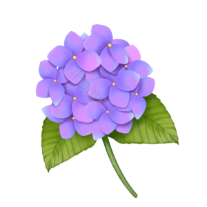 绣球花 绿叶 装饰植物 花卉 紫色 盛开 花瓣 花