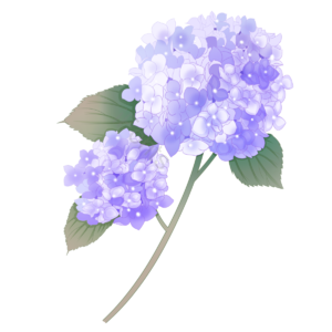 紫阳花 八仙花 紫团 紫色 爱情 治愈 爱慕