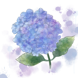 绣球花 无尽夏 盛开 水彩花卉 手绘