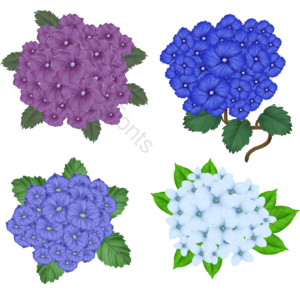 艺术 手绘 鲜花 花 花朵 绣球花 花枝 叶子