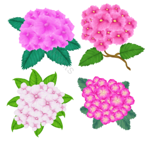 手绘 绣球花 花朵 花 鲜花 花瓣 叶子 花枝