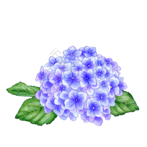 手绘 鲜花 植物 绣球花 绣球 花 叶子 装饰植物