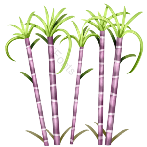 甘蔗 植物 水果 食物 叶子 手绘 卡通 清新