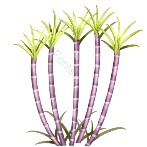 甘蔗 食物 紫色 手绘 卡通 清新 叶子 植物