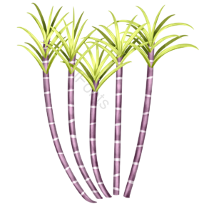 甘蔗 植物 食物 紫色 手绘 卡通 清新 简约