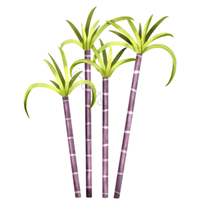 甘蔗 植物 叶子 水果 食物 手绘 卡通 甜