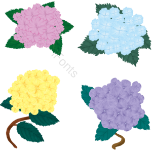 手绘 绣球花 花朵 花瓣 花 叶子 叶片 花枝