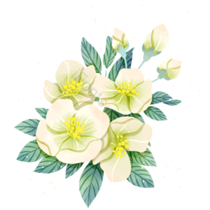 茉莉花 花卉 植物 花瓣 叶子 清新 简约 卡通