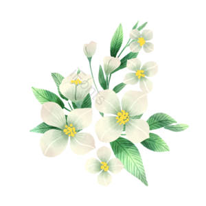 茉莉花 植物 花卉 清新 花瓣 叶子 白色 装饰