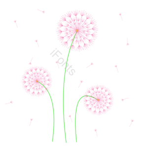 蒲公英 花朵 种子 开花 春天 吹蓬 春季