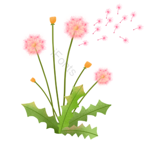 蒲公英 风 创造力 自由 开花 种子 春天花 吹