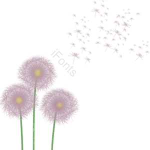 蒲公英 粉色 春天 纷飞 花 春季